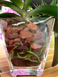 Pendant la saison froide, l'orchidée doit être arrosée plus rarement par rapport à la période de floraison. Culture Phalaenopsis Et Autres Orchidees En Pot De Verre