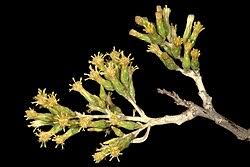 Image result for Brachylaena huillensis
