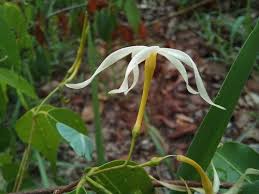 Image result for Landolphia eminiana
