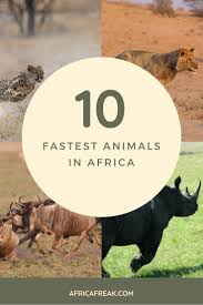 Top 10 Fastest Animals In Africa And The World Africa Giant Animals African Wildlife