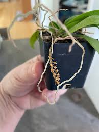 Image result for Chamaeangis