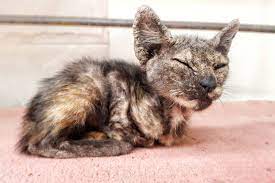 Cats can also get mange from infested dogs or other animals. Mange In Cats Causes Symptoms Treatment All About Cats