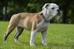 Bulldog Breeds - Which Types Make The Very Best Pets?