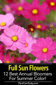 Some plants like lantana varieties in the landscape can handle the sun we've put together a list of 12 annual full sun flowers and plants that handle humidity and heat with no problem. Full Sun Flowers 12 Best Annual Bloomers For Summer Color Full Sun Flowers Full Sun Plants Sun Loving Plants