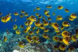 (use one or two paragraphs to succinctly inform the board of the issues you have that are not otherwise reflected in your board file.) How Marine Protected Areas Help Fisheries And Ocean Ecosystems Center For American Progress