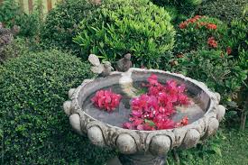 In that game, flappy bird would. A Bird Pool With Water And Flowers By Lawrence Del Mundo Stocksy United