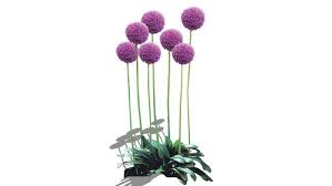 Pin By Rico Lin On Model Su Cay Cảnh đồ Trang Tri Allium Giganteum Giganteum Allium