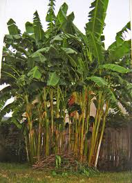 Image result for Musa ornata