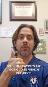 💉 Dr. Lera talks about bordetella vaccines for brachycephalic dogs