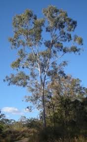 Image result for Eucalyptus tereticornis