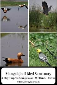 Mangalajodi Bird Sanctuary A Day Trip To Mangalajodi Wetland From Bhubaneswar Odisha India Wildlife Travel Asia Travel Travel Destinations Asia