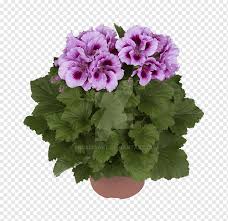 Maybe you would like to learn more about one of these? Regal Pelargonium Garden Geranium Flower Plant Seed Flower Png Pngwing