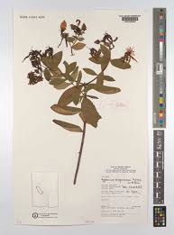 Image result for Hypericum roeperianum