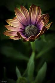 We've got you covered with some of the most exotic holiday the amazing work of mother earth has created an island that is shaped like a flower and smells like another of the great exotic travel destinations! Sometimes Even The Most Beautiful Flower Most Beautiful Flowers Beautiful Flowers Garden Beautiful Flowers