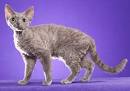 Devon Rex — Find Breeders and Devon Rex Kittens For Sale!