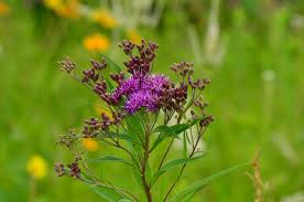 5 Ways Ironweed Can Improve Your Health - Hobby Farms