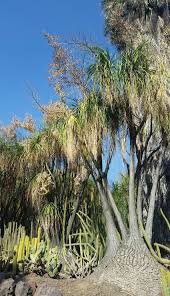 Image result for Beaucarnea recurvata