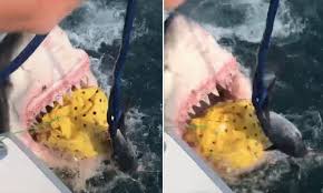 Great white on wn network delivers the latest videos and editable pages for news & events, including entertainment, music, sports, science and more, sign up and share your playlists. N J Fishermen Have Close Encounter With Great White Shark Whyy