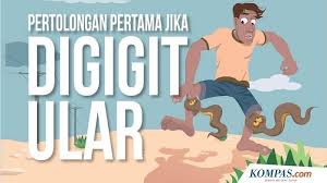 Viral video ular gigit tangan manusia, bagaimana melepaskan. Cara Cegah Ular Kobra Masuk Rumah Selama Musim Hujan Halaman 2 Blog Tribunjualbeli Com
