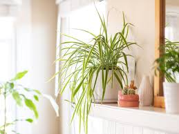 Check spelling or type a new query. Spider Plant Care Growing Guide