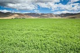 Covers scouting techniques and tools, when and how to sample and pest profiles. Benefits Of Alfalfa Lovetoknow