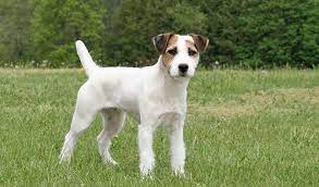 A snow creek jack russell puppy will be physically & mentally ready when it's time to leave our farm and travel home with his or her new family. What Is The Difference Between Jack Russell Terrier Parson Russell