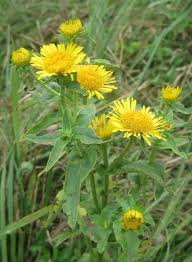 Image result for Pentanema