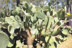 Get the girls who eat carrots neck gaiter and mug. Biosecurity Queensland What Is It Wednesday Do You Know What Type Of Cactus This Is Answer Below Did You Get It Right This Is Aaron S