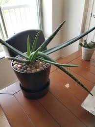You can easily make your own juice at home, this way you are sure that you're getting 100% of the plant's goodness. Aloe Vera Bending