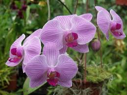 Check spelling or type a new query. Flower Orchid On Tumblr