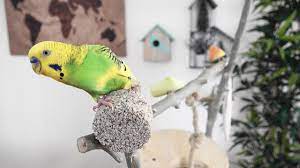 kus kumu kalamar kemigi mineral blok nedir nasil kullanilir youtube