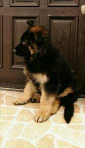 Whether you're looking for a working dog, a. Pin On Gotta Love German Shepherds
