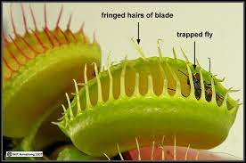 Medicines are also of interest when it comes to human consumption of venus. Carnivorous Plants