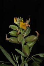 Image result for Crotalaria goreensis
