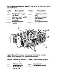 Some of the functions of the cell membrane. 28 Membrane Structure And Function Worksheet Worksheet Resource Plans