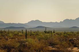 Its scientific name is given in honor of cactus boots, excavated by birdswhich? and taken from dead saguaros, have been used by while damaging a cactus in arizona will not warrant the rumored possibility of 25 years in prison, it. How U S Policy Turned The Sonoran Desert Into A Graveyard For Migrants The New York Times