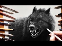 Learn to draw a wolf that is preying is a very fun thing, suitable for preschoolers and kids of all ages. Black Color Pencil Drawing Of A Wolf Jasmina Susak Paintingtube