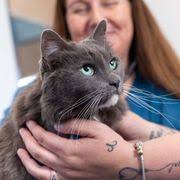 CALIFORNIA PET HOSPITAL