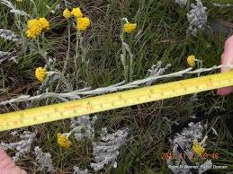 Image result for Helichrysum aureo-nitens