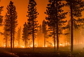 The burning tree was found by the national park service during surveys in the area to assess damage from the 2020. Could Biomass Reduce The Risk Of Wildfires Greenbiz