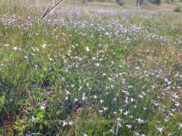 Masses of blooms from late spring thru fall! Wahlenbergia Spp Diversity Native Seeds