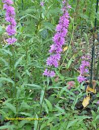 Mystery Milkweed Impostors Plant Identification Help