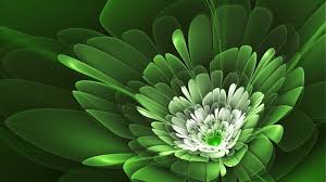 Green Wallpaper Petals Flower Floral Green Flowers Flower Wallpaper Fractals , green vector art flower flowers wallpapers pinterest flowers 1600×1000. wallpaper petals flower floral
