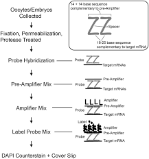 Using Single Molecule Mrna Fluorescent In Situ Hybridization