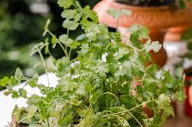 Find a container measuring at least 8 inches deep, or a spare lot of land. How To Grow Cilantro Coriander