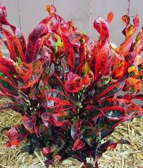 Image result for Codiaeum