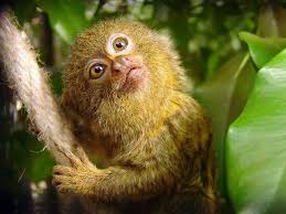 Pygmy Marmoset The World S Cutest Pet Or Best Left Wild Pygmy Marmoset Cute Animals Pets