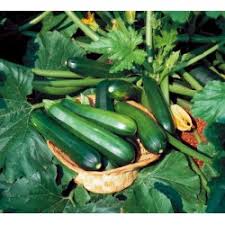 Will zucchini grow in black plastic mulch. Zucchini Seeds Black Beauty Cena 2 10