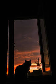 Cepat kita untuk download wallpaper hewan antara pelanggan pertama wallpaper hewan lucu! Pin Oleh Ilana Di Quote Kucing Hitam Gambar Kucing Lucu Gambar Hewan Lucu