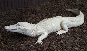 Image result for one of a kind animals